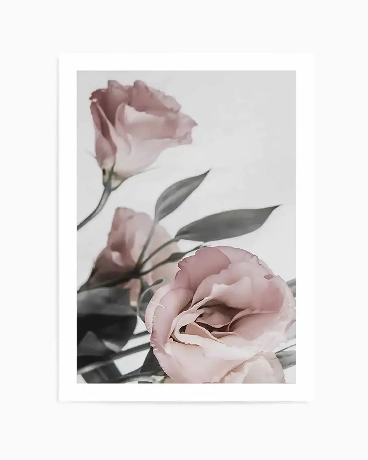 Pink Lisianthus II Art Print from Olive et Oriel where you can shop wallpaper and artworks online