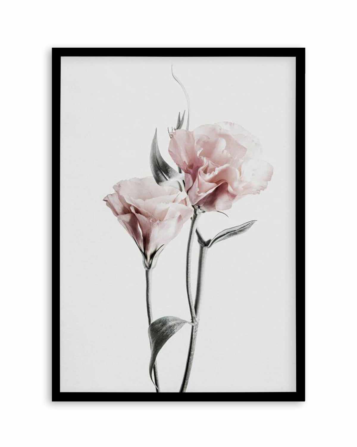 Pink Lisianthus III Art Print