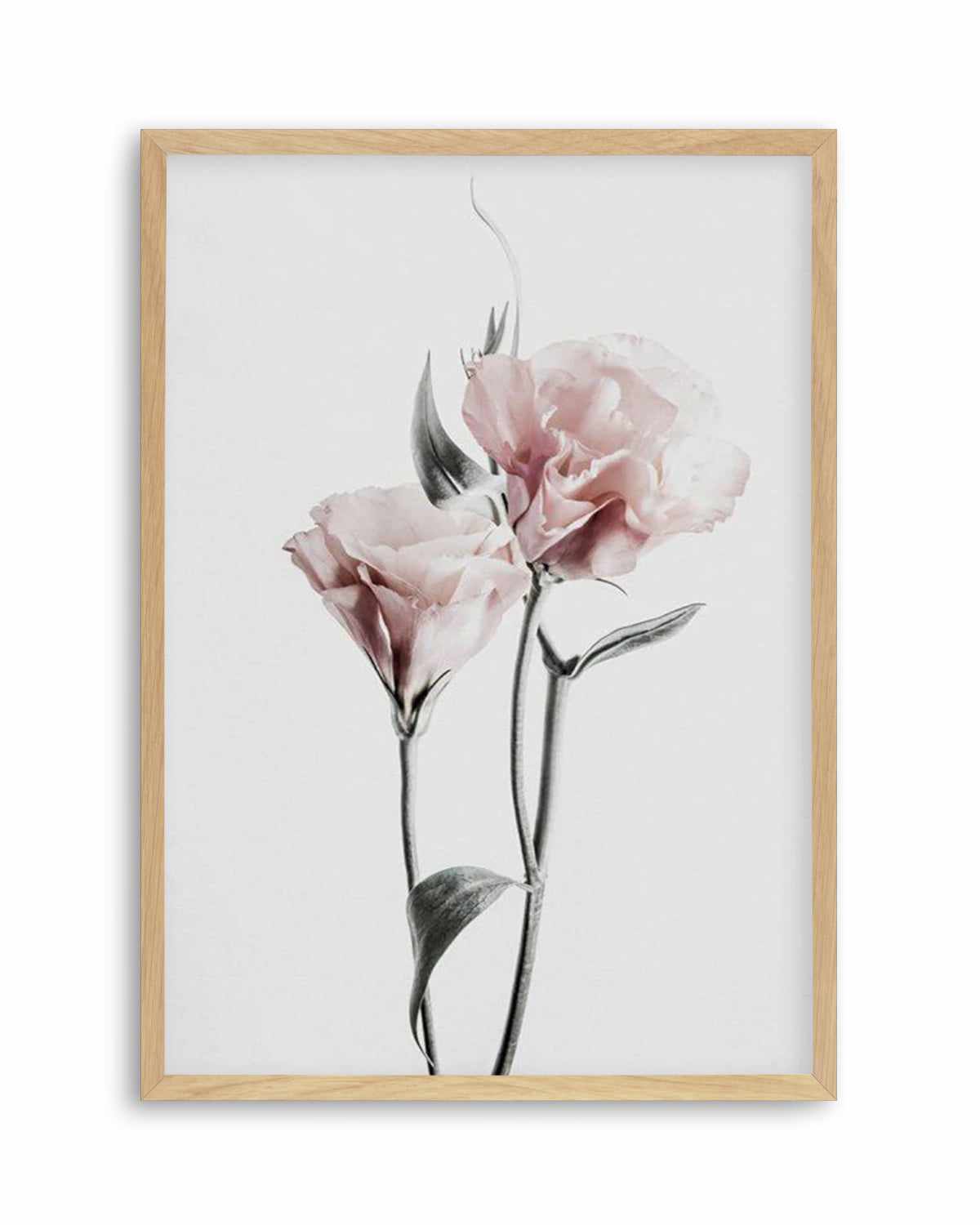 Pink Lisianthus III Art Print