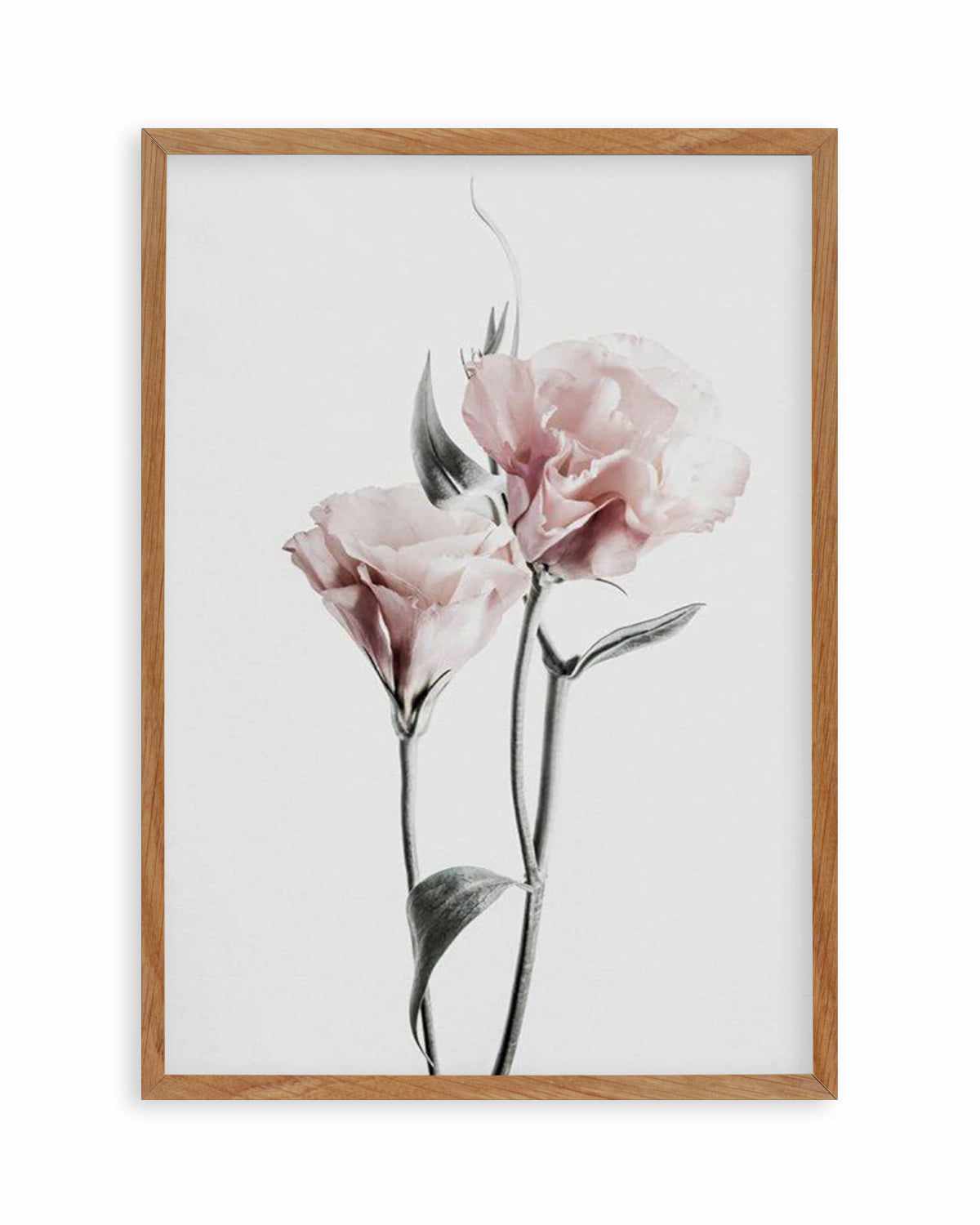 Pink Lisianthus III Art Print