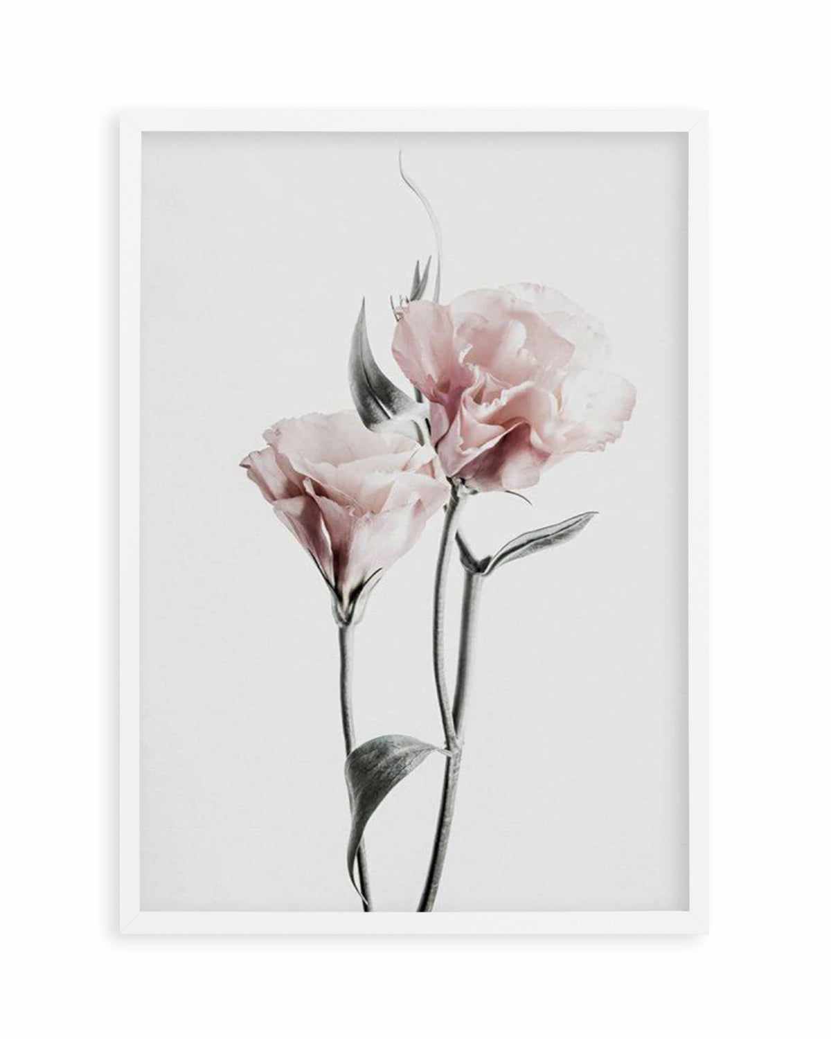 Pink Lisianthus III Art Print