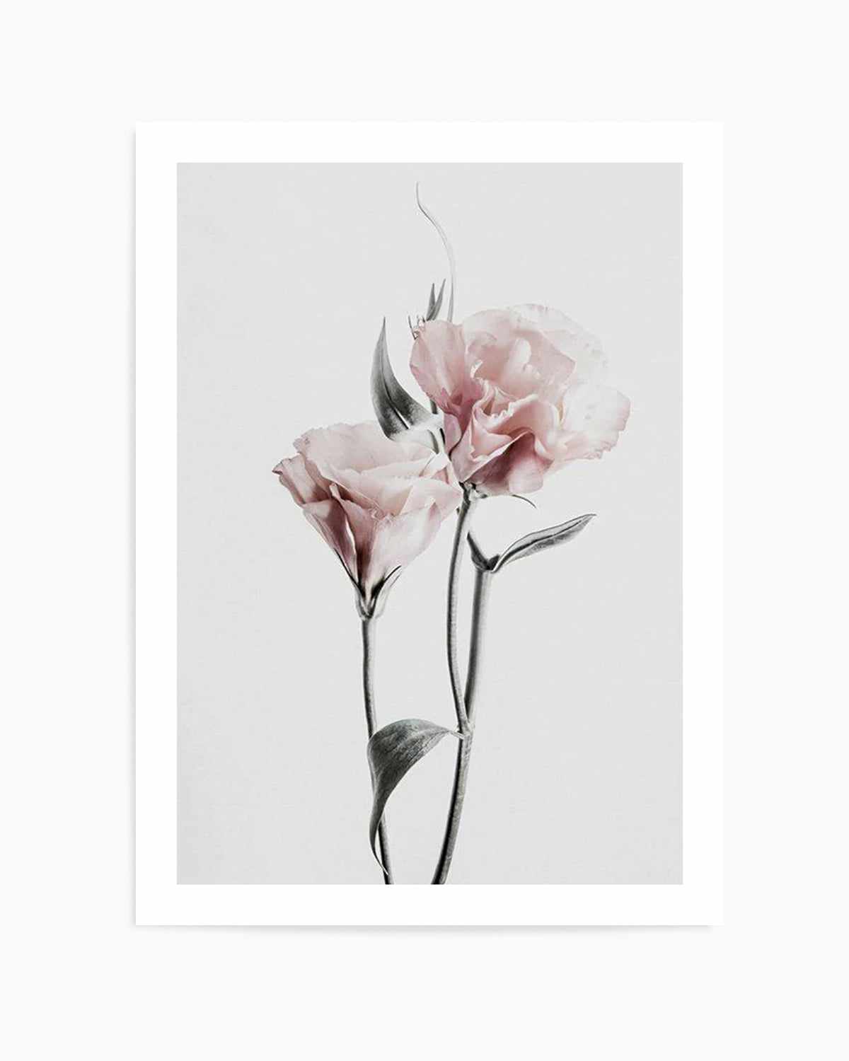 Pink Lisianthus III Art Print