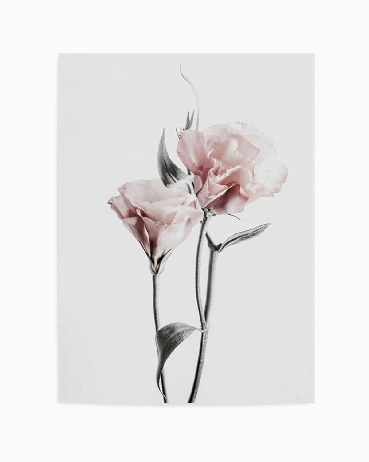 Pink Lisianthus III Art Print