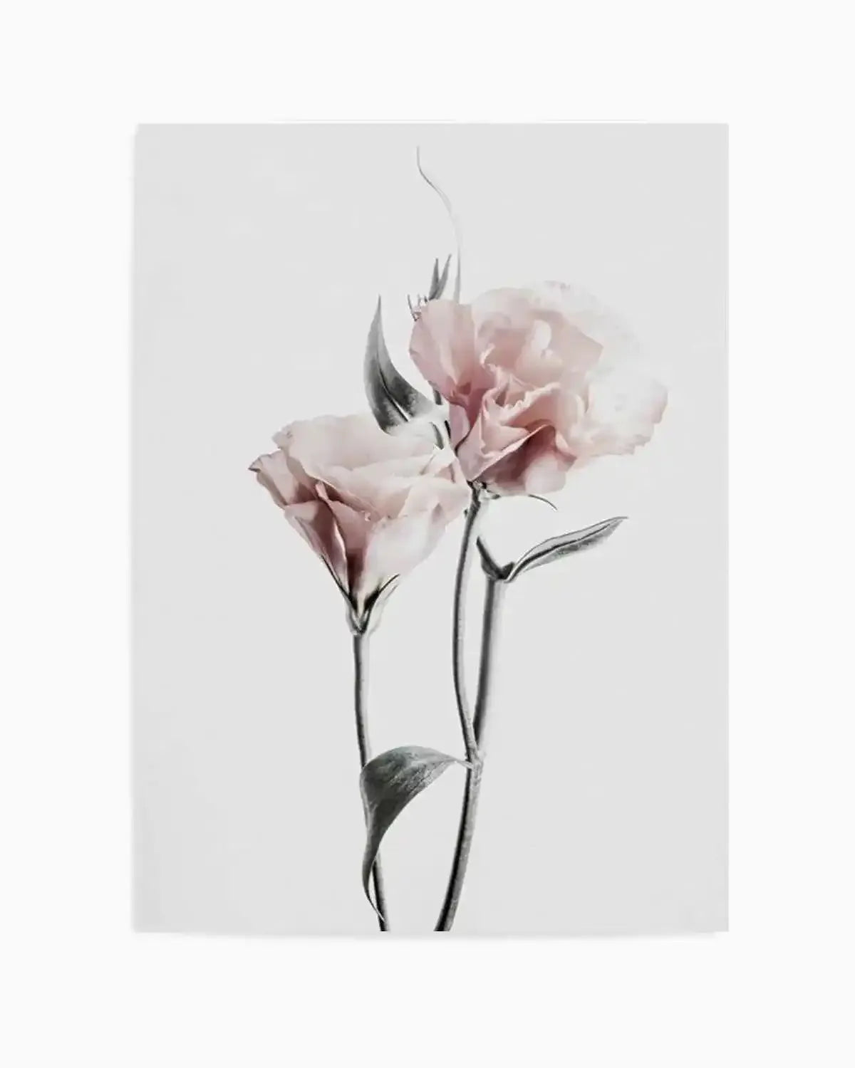 Pink Lisianthus III Art Print from Olive et Oriel where you can shop wallpaper and artworks online