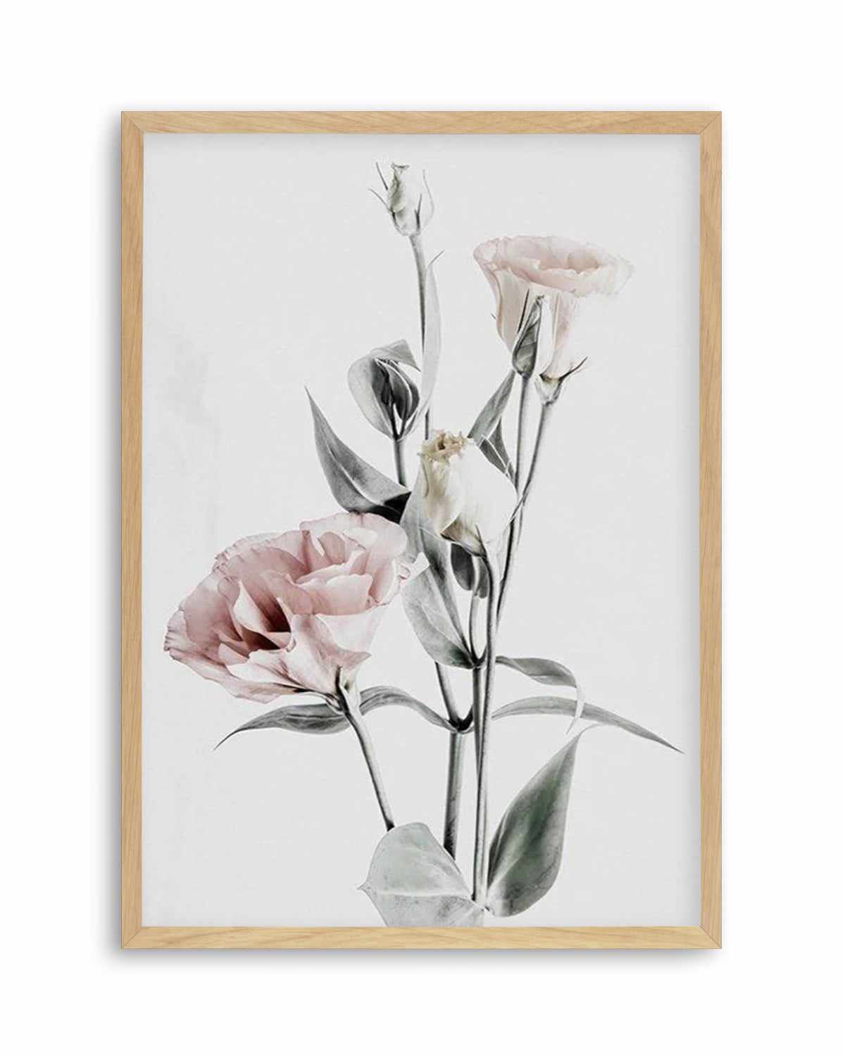 Pink Lisianthus IV Art Print