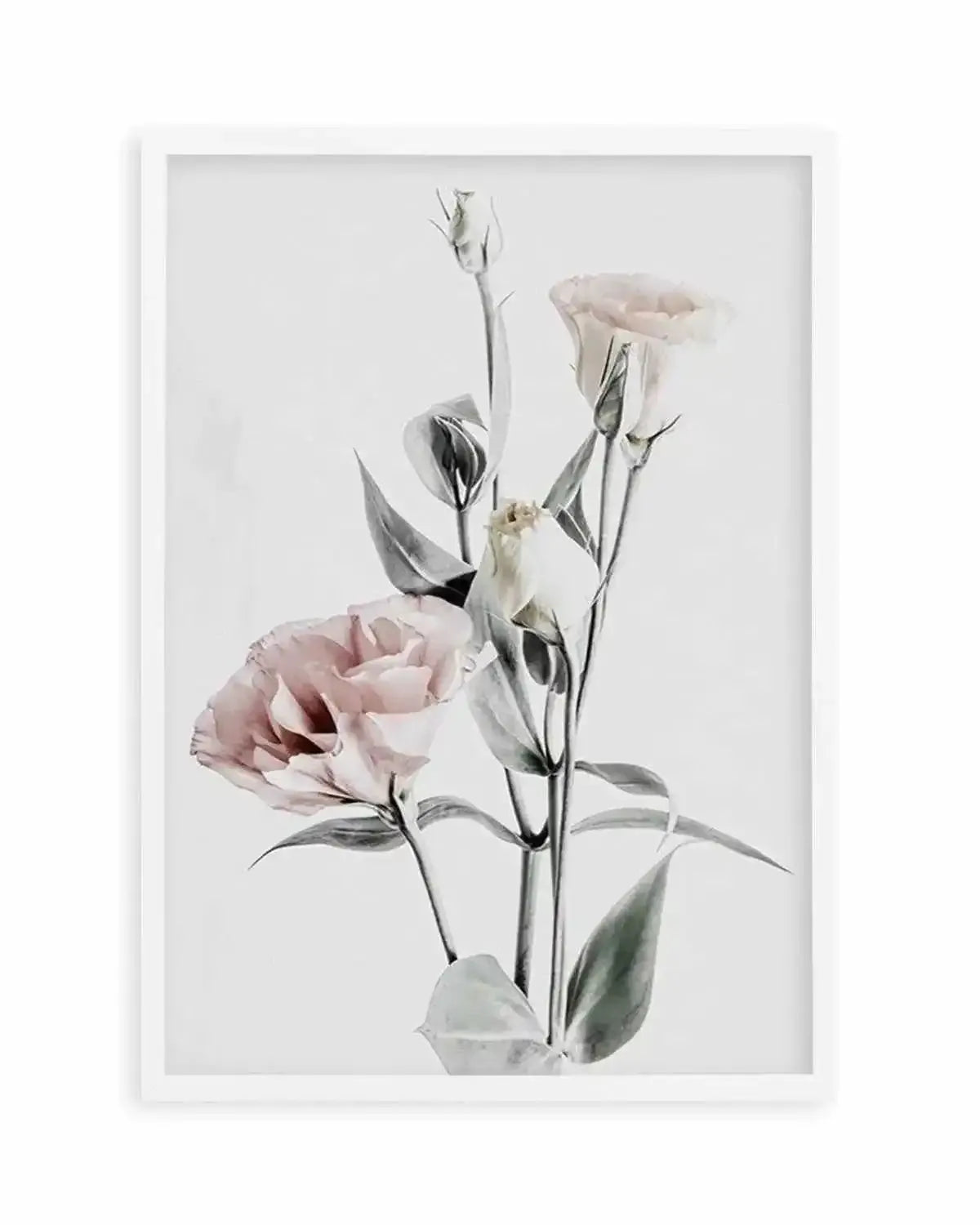 Pink Lisianthus IV Art Print from Olive et Oriel where you can shop wallpaper and artworks online