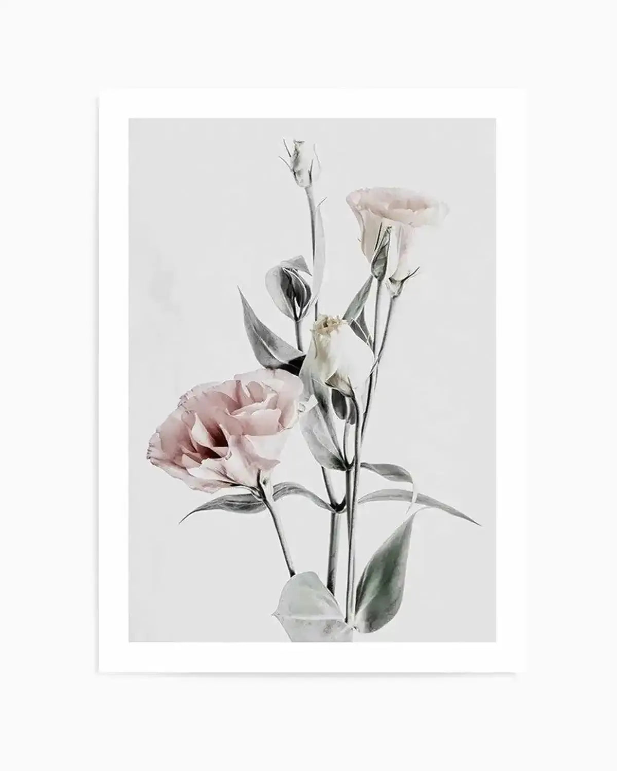 Pink Lisianthus IV Art Print from Olive et Oriel where you can shop wallpaper and artworks online