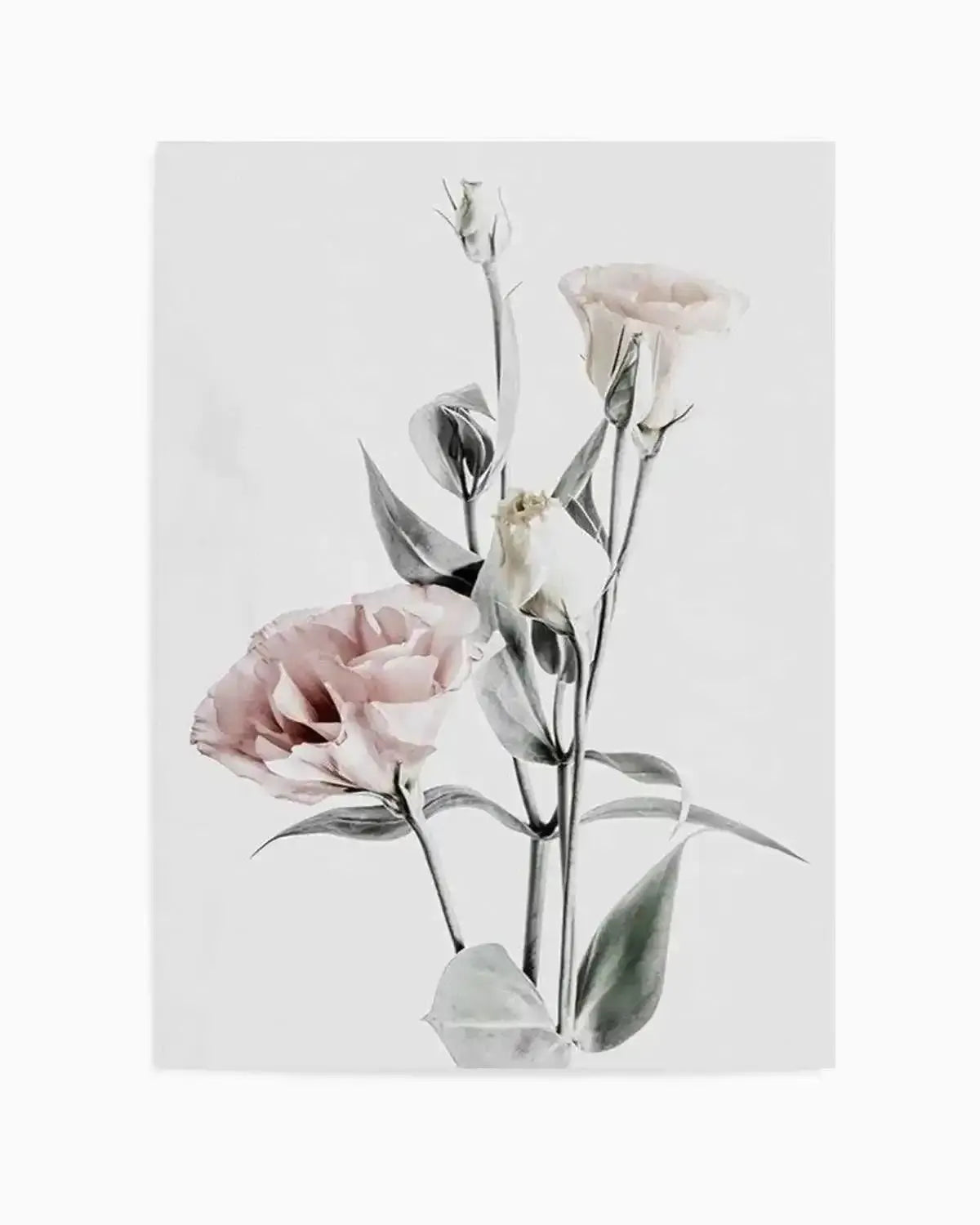 Pink Lisianthus IV Art Print from Olive et Oriel where you can shop wallpaper and artworks online