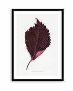 Pink Perilla Nankinensis Leaf Illustration By Les Plantes a | Art Print