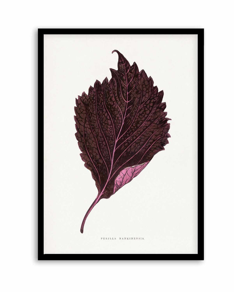 Pink Perilla Nankinensis Leaf Illustration By Les Plantes a | Art Print