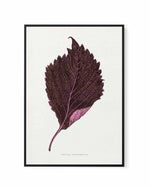 Pink Perilla Nankinensis Leaf Illustration By Les Plantes a | Framed Canvas Art Print