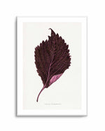 Pink Perilla Nankinensis Leaf Illustration By Les Plantes a | Art Print