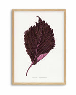 Pink Perilla Nankinensis Leaf Illustration By Les Plantes a | Art Print