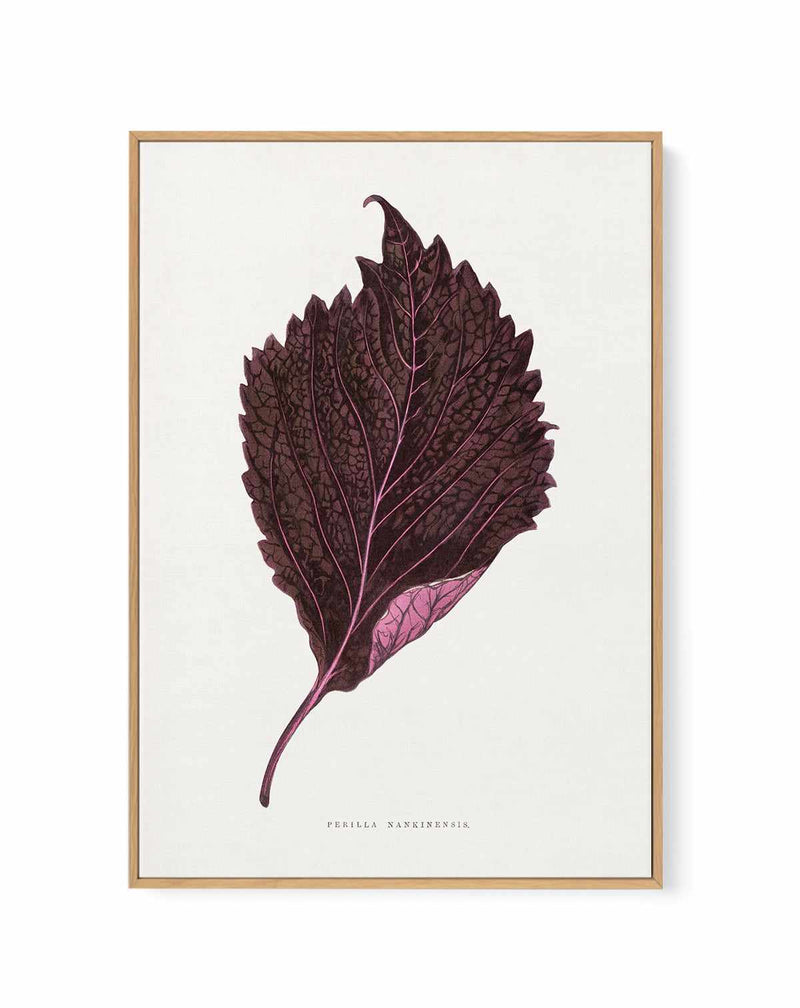 Pink Perilla Nankinensis Leaf Illustration By Les Plantes a | Framed Canvas Art Print