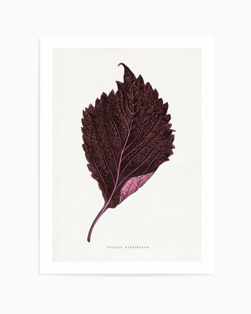 Pink Perilla Nankinensis Leaf Illustration By Les Plantes a | Art Print from Olive et Oriel where you can shop wallpaper and artworks online