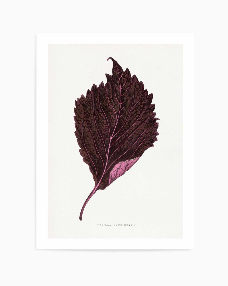 Pink Perilla Nankinensis Leaf Illustration By Les Plantes a | Art Print