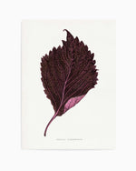 Pink Perilla Nankinensis Leaf Illustration By Les Plantes a | Art Print