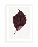 Pink Perilla Nankinensis Leaf Illustration By Les Plantes a | Art Print