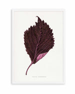 Pink Perilla Nankinensis Leaf Illustration By Les Plantes a | Art Print