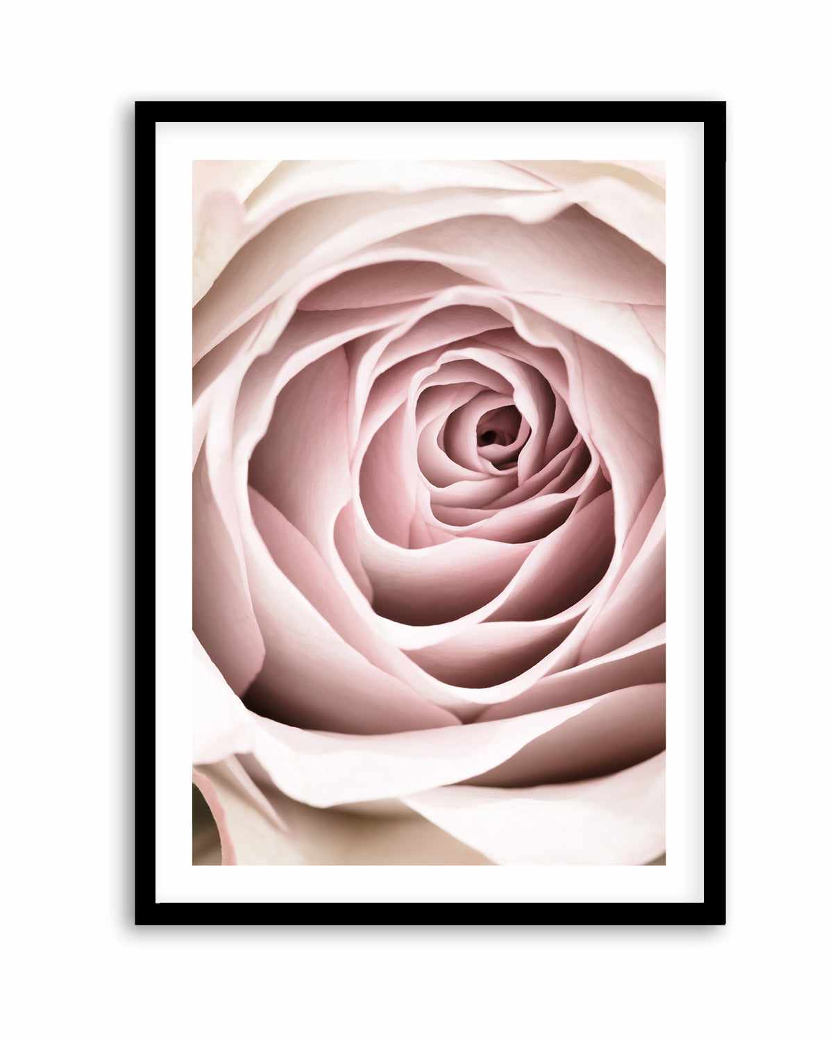 Pink Rose No 03 By Studio III | Art Print