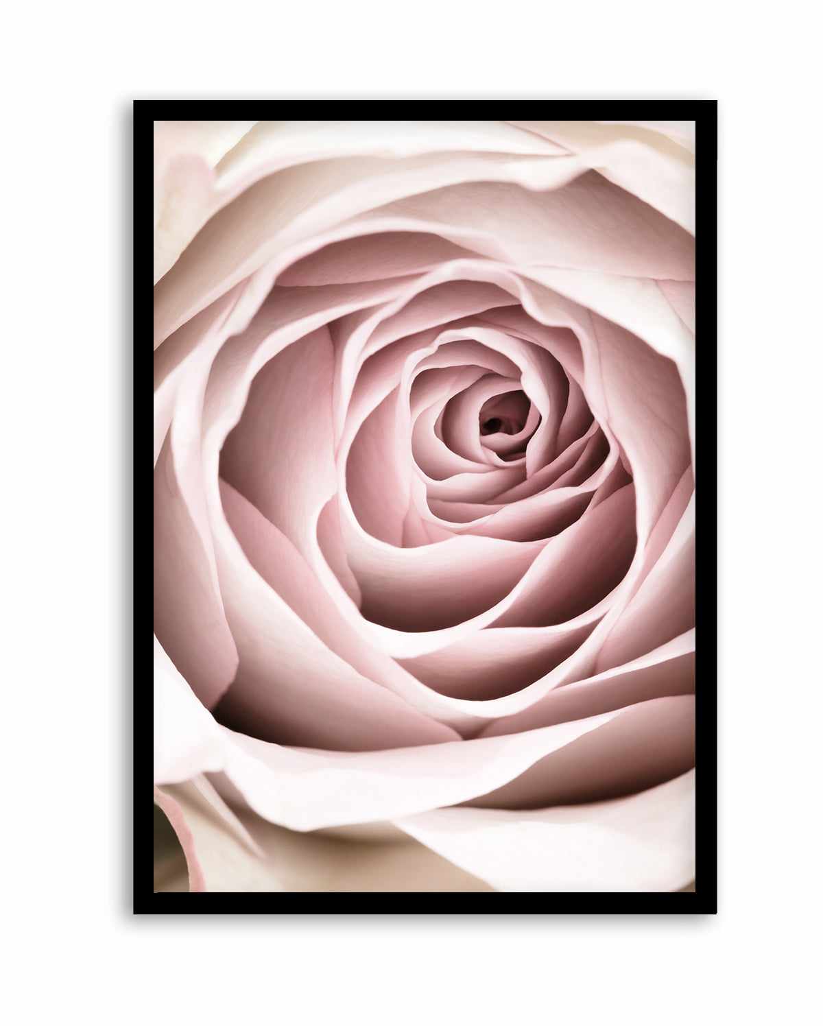 Pink Rose No 03 By Studio III | Art Print