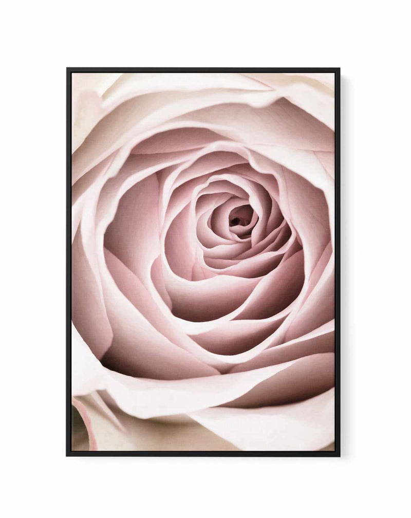 Pink Rose No 03 By Studio III | Framed Canvas Art Print