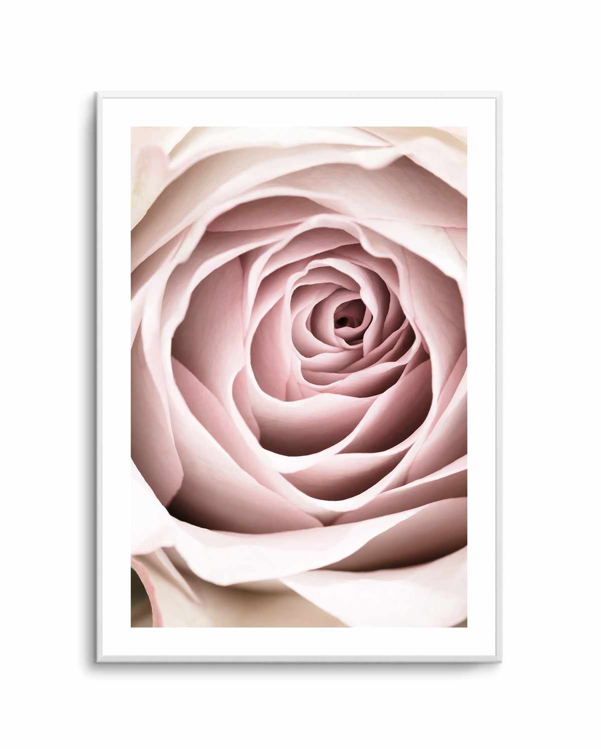 Pink Rose No 03 By Studio III | Art Print