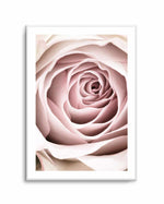 Pink Rose No 03 By Studio III | Art Print