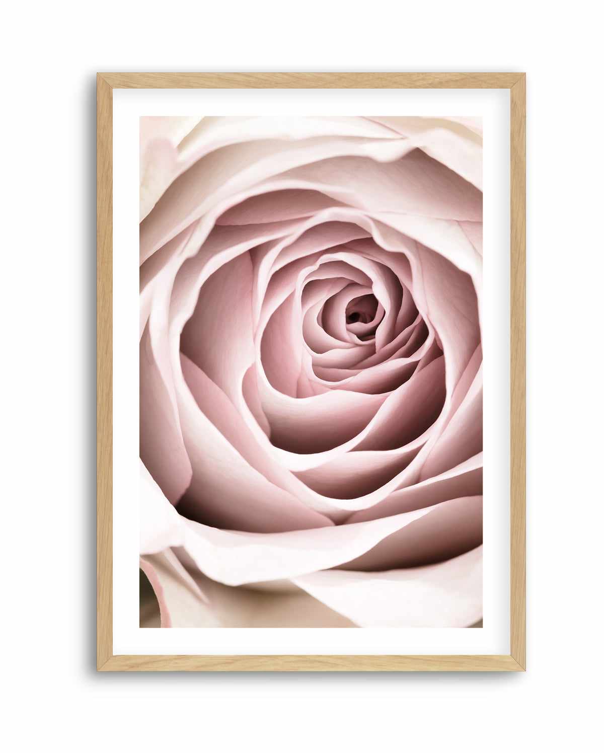 Pink Rose No 03 By Studio III | Art Print