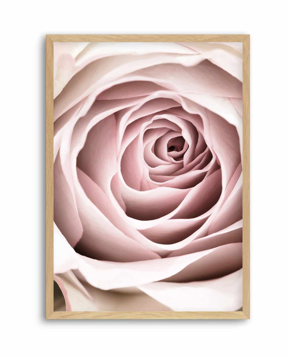 Pink Rose No 03 By Studio III | Art Print