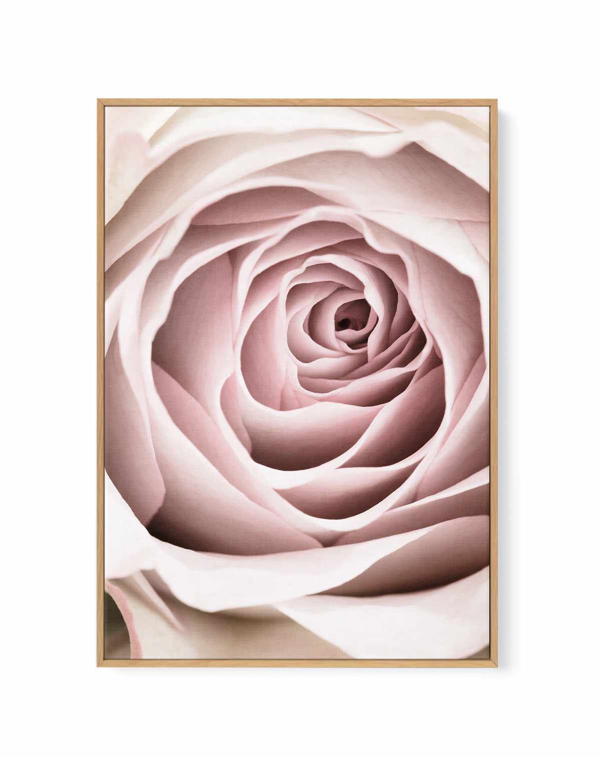Pink Rose No 03 By Studio III | Framed Canvas Art Print from Olive et Oriel where you can shop wallpaper and artworks online