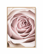 Pink Rose No 03 By Studio III | Framed Canvas Art Print