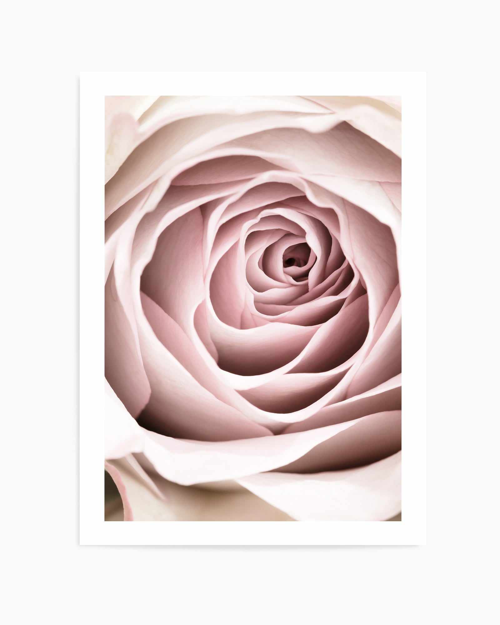 Pink Rose No 03 By Studio III | Art Print