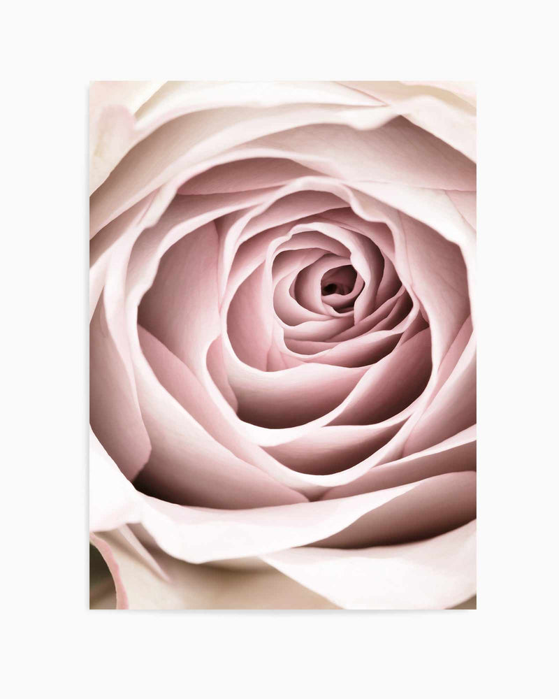 Pink Rose No 03 By Studio III | Art Print