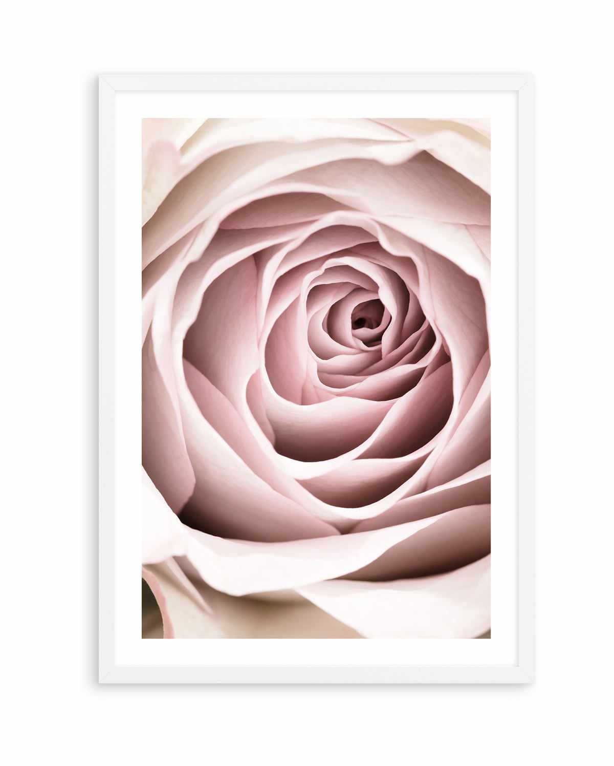 Pink Rose No 03 By Studio III | Art Print