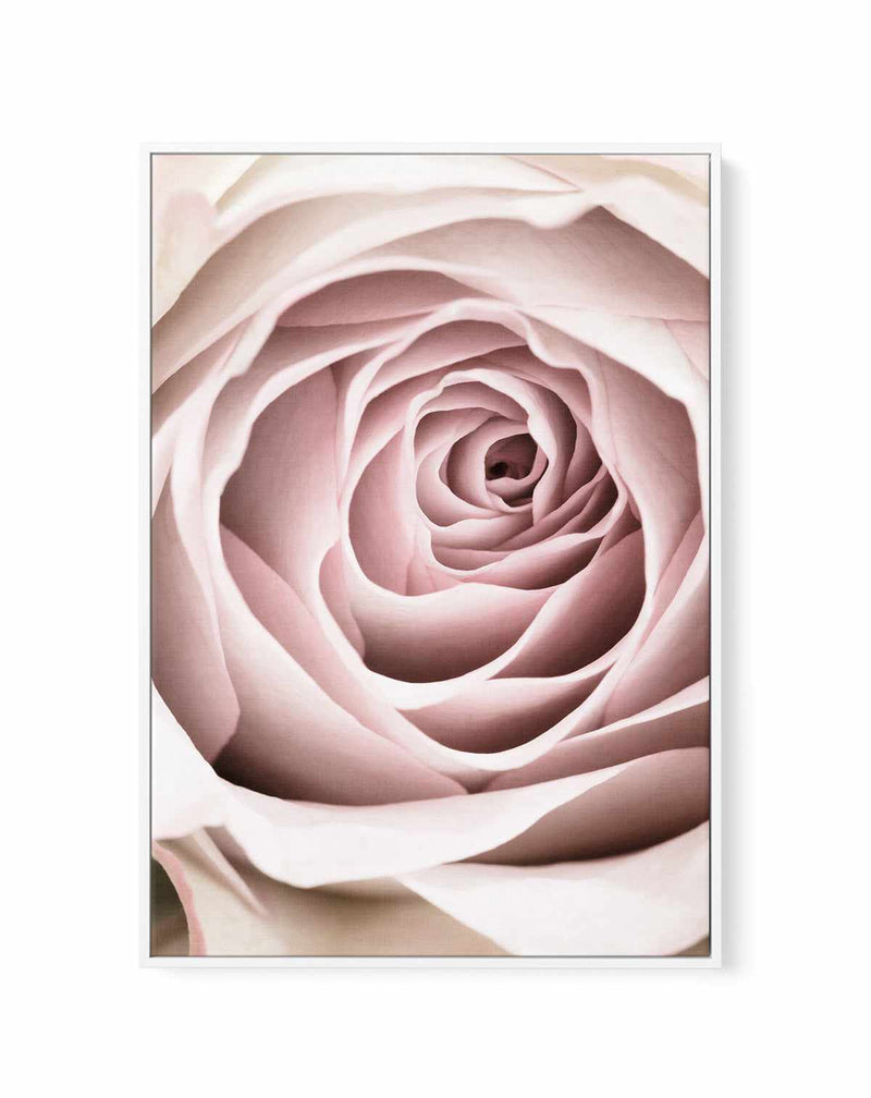 Pink Rose No 03 By Studio III | Framed Canvas Art Print