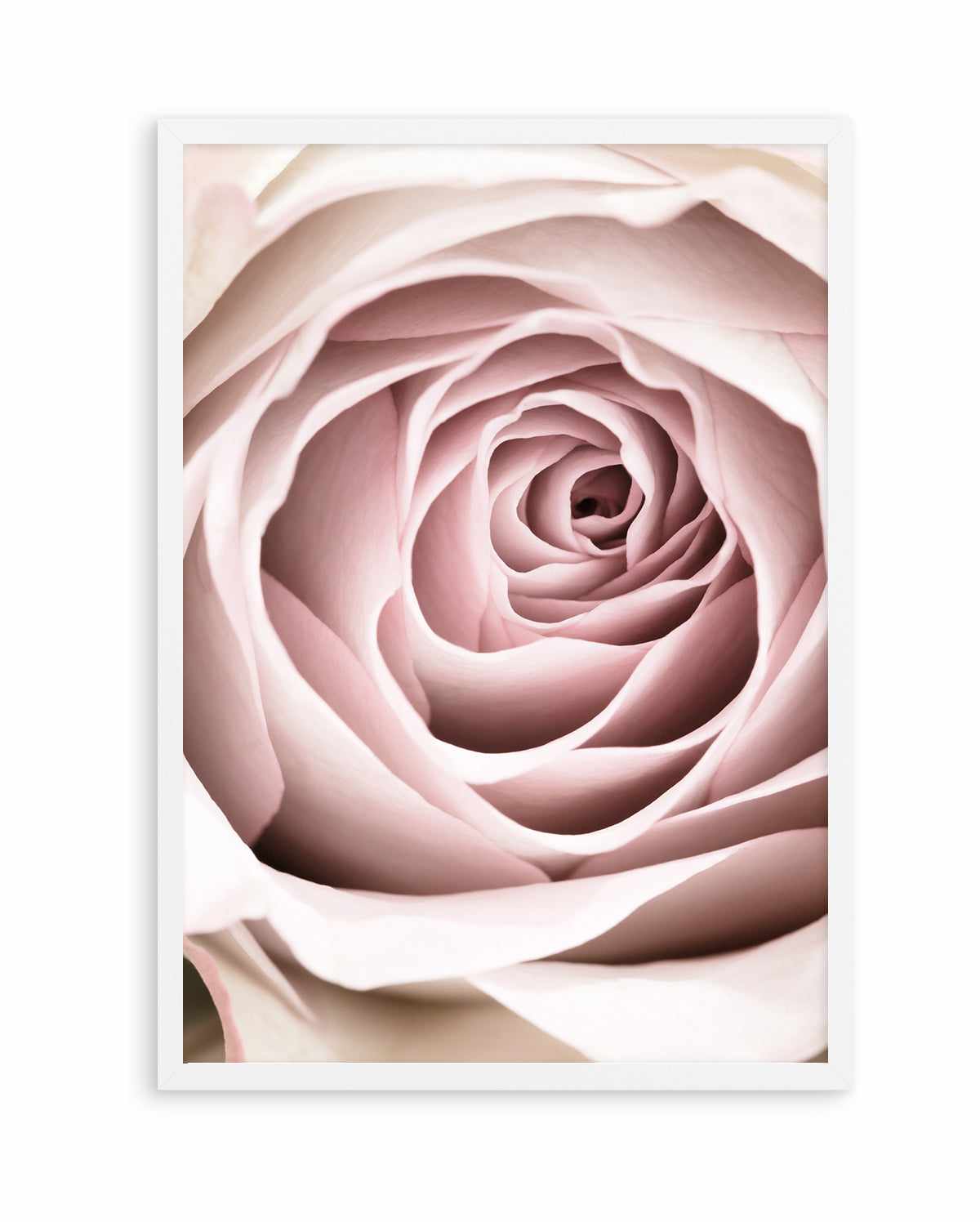 Pink Rose No 03 By Studio III | Art Print