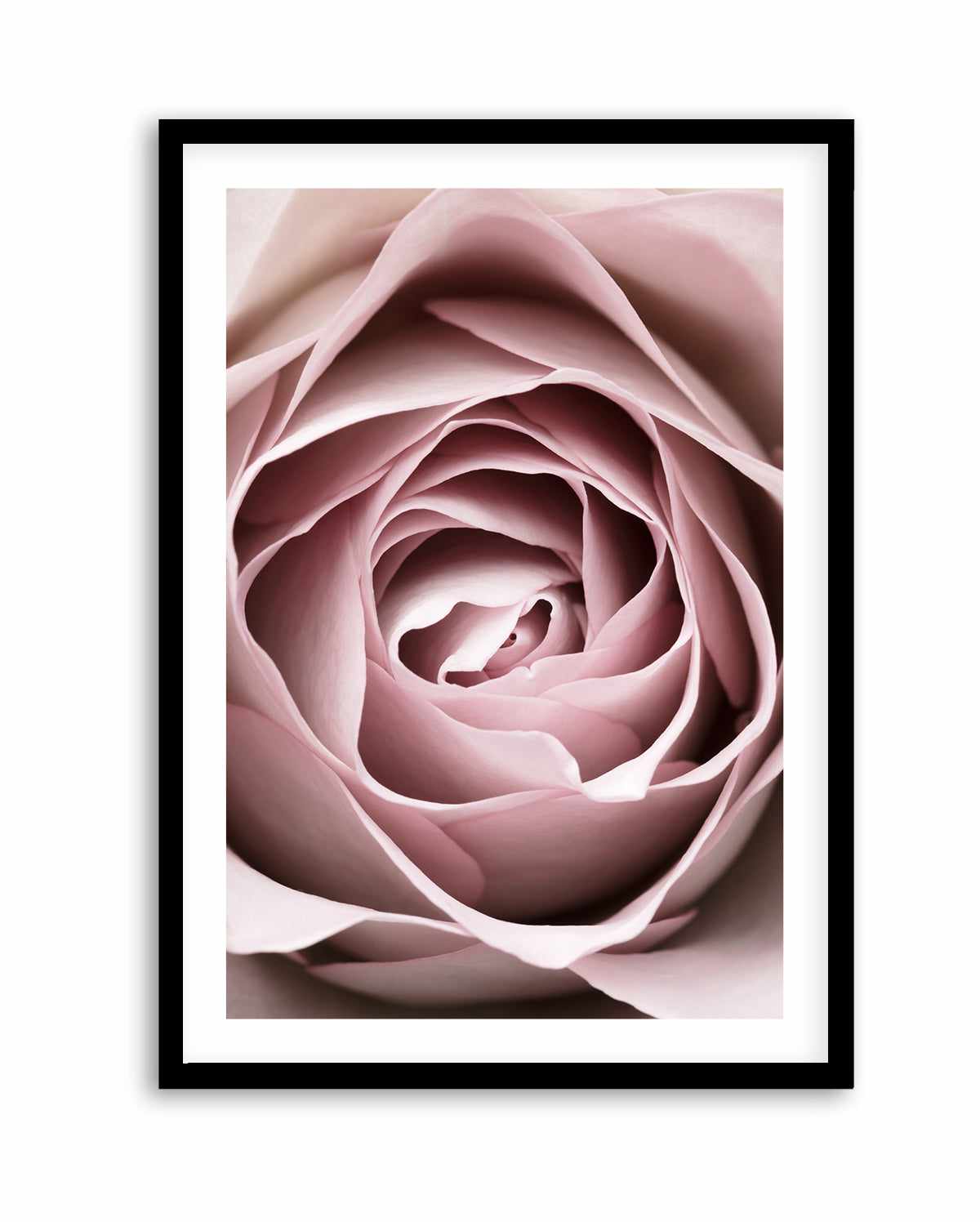 Pink Rose No 04 By Studio III | Art Print