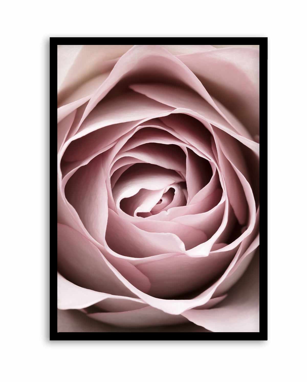 Pink Rose No 04 By Studio III | Art Print