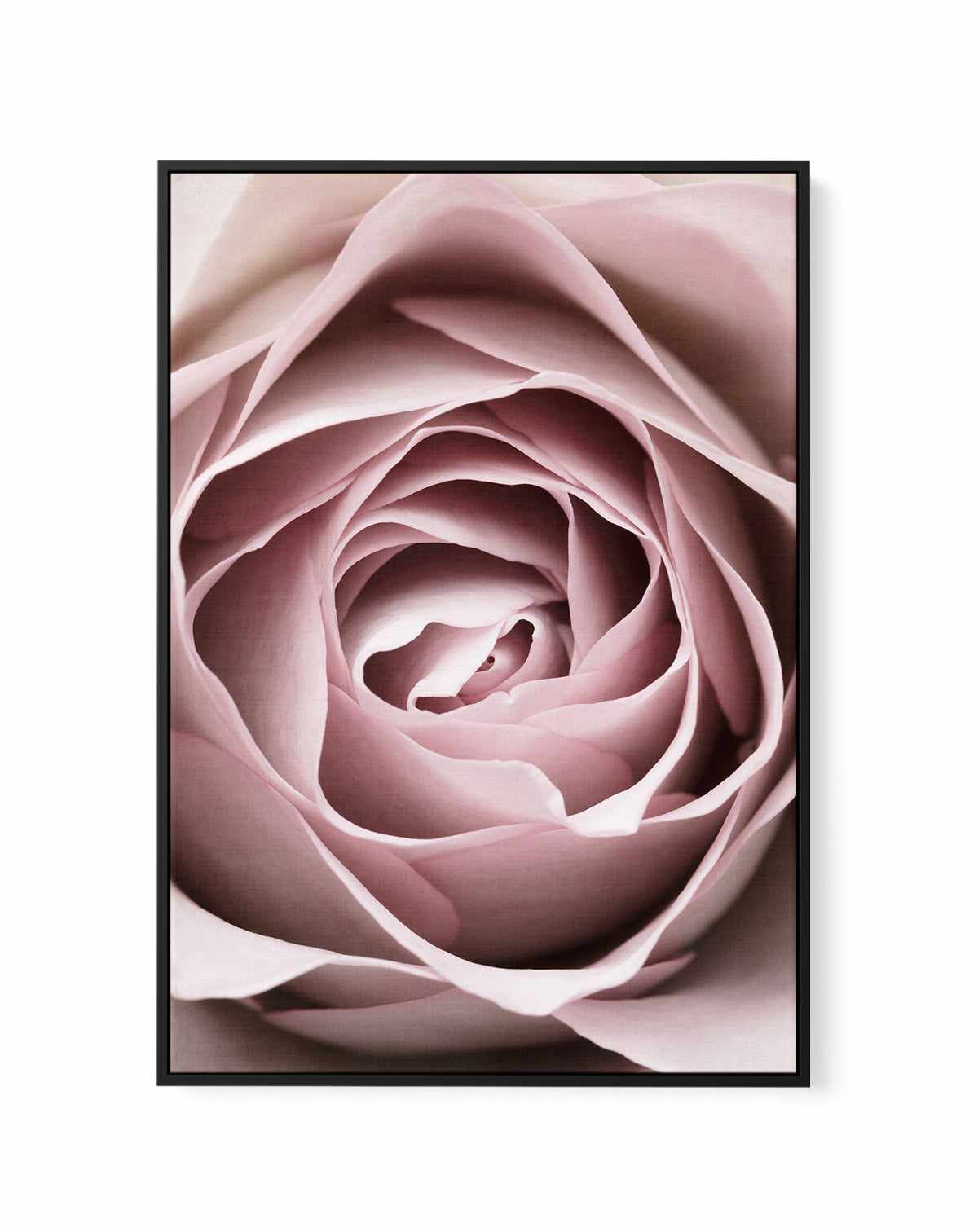 Pink Rose No 04 By Studio III | Framed Canvas Art Print