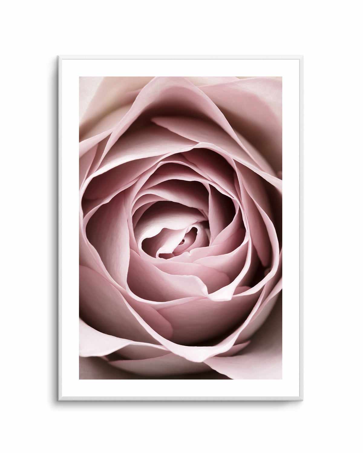 Pink Rose No 04 By Studio III | Art Print