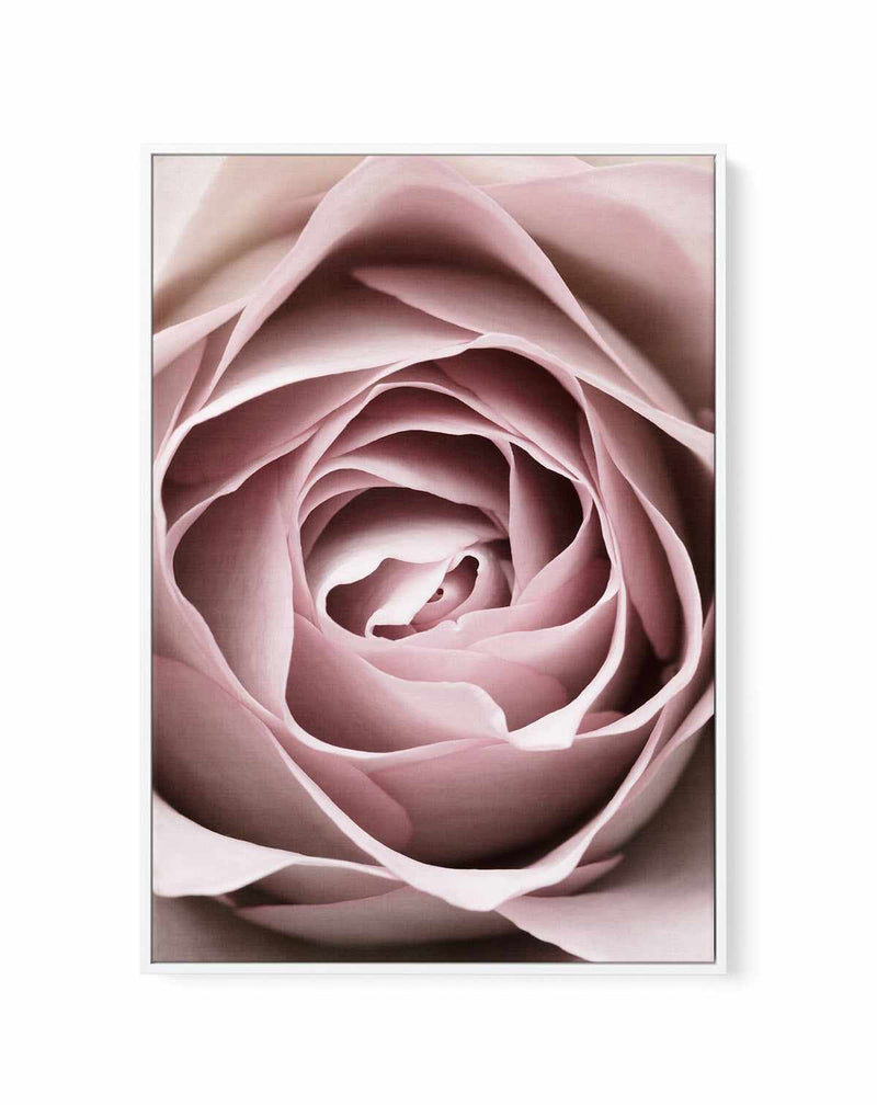 Pink Rose No 04 By Studio III | Framed Canvas Art Print