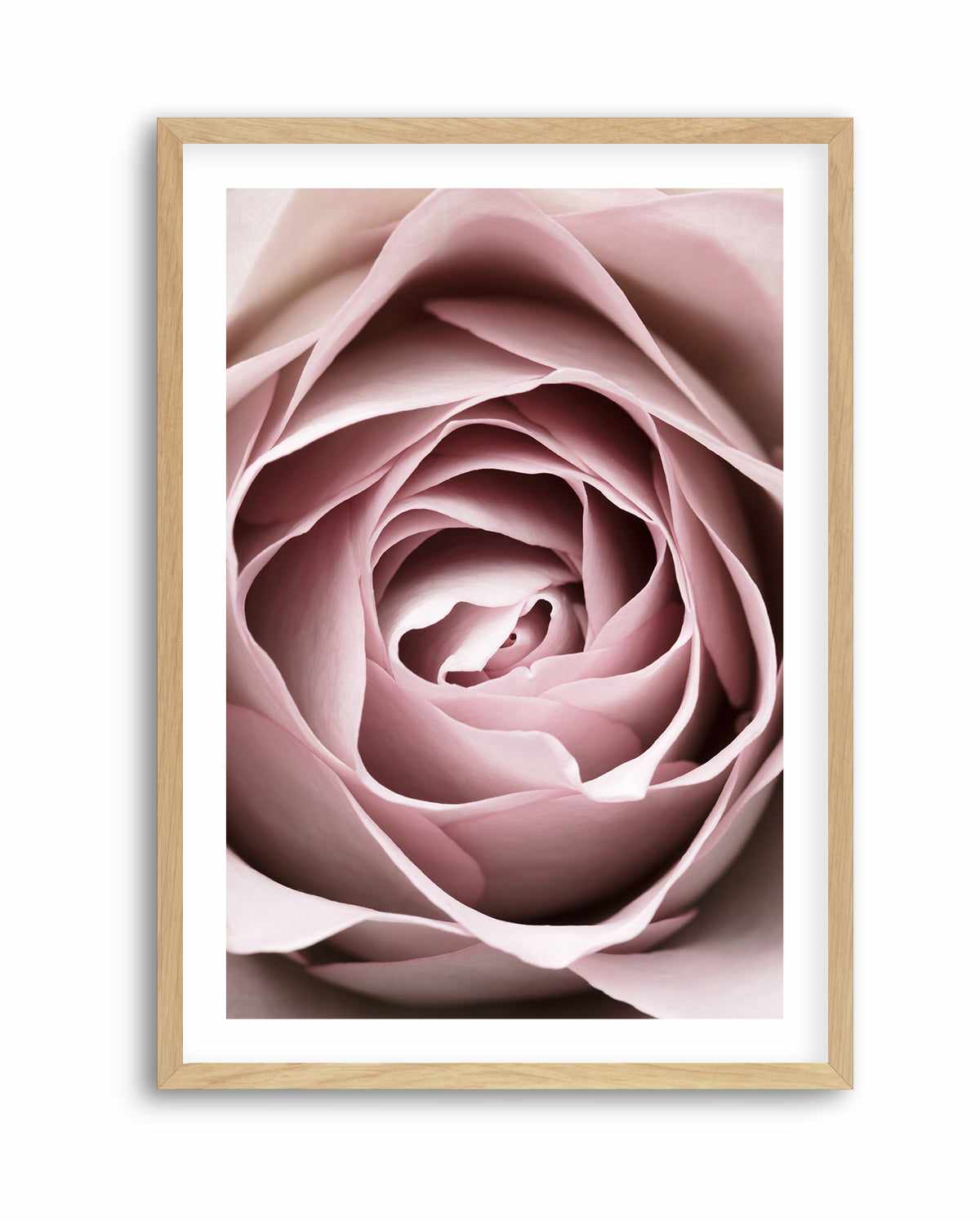 Pink Rose No 04 By Studio III | Art Print