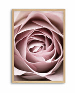 Pink Rose No 04 By Studio III | Art Print