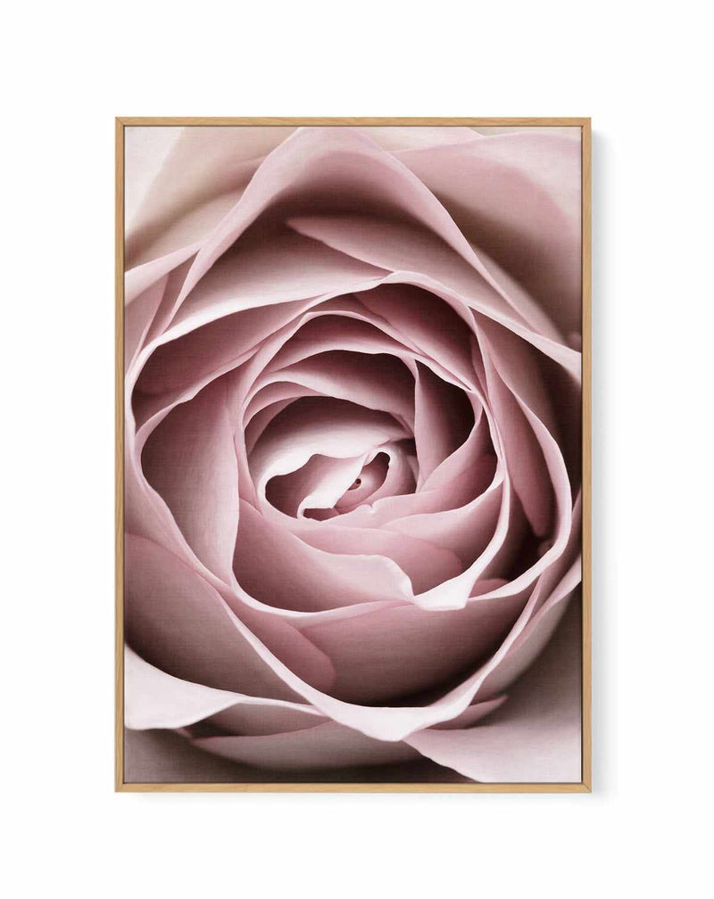 Pink Rose No 04 By Studio III | Framed Canvas Art Print