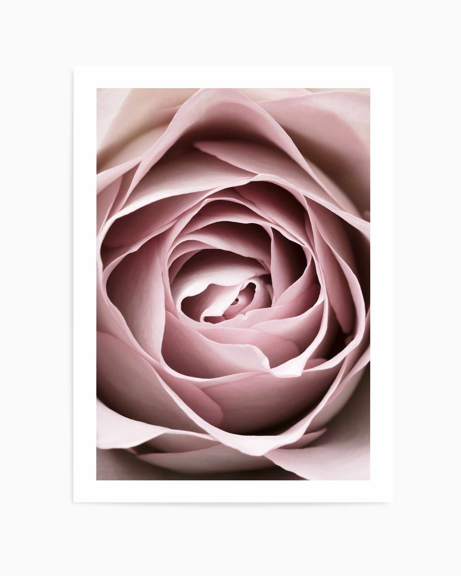 Pink Rose No 04 By Studio III | Art Print