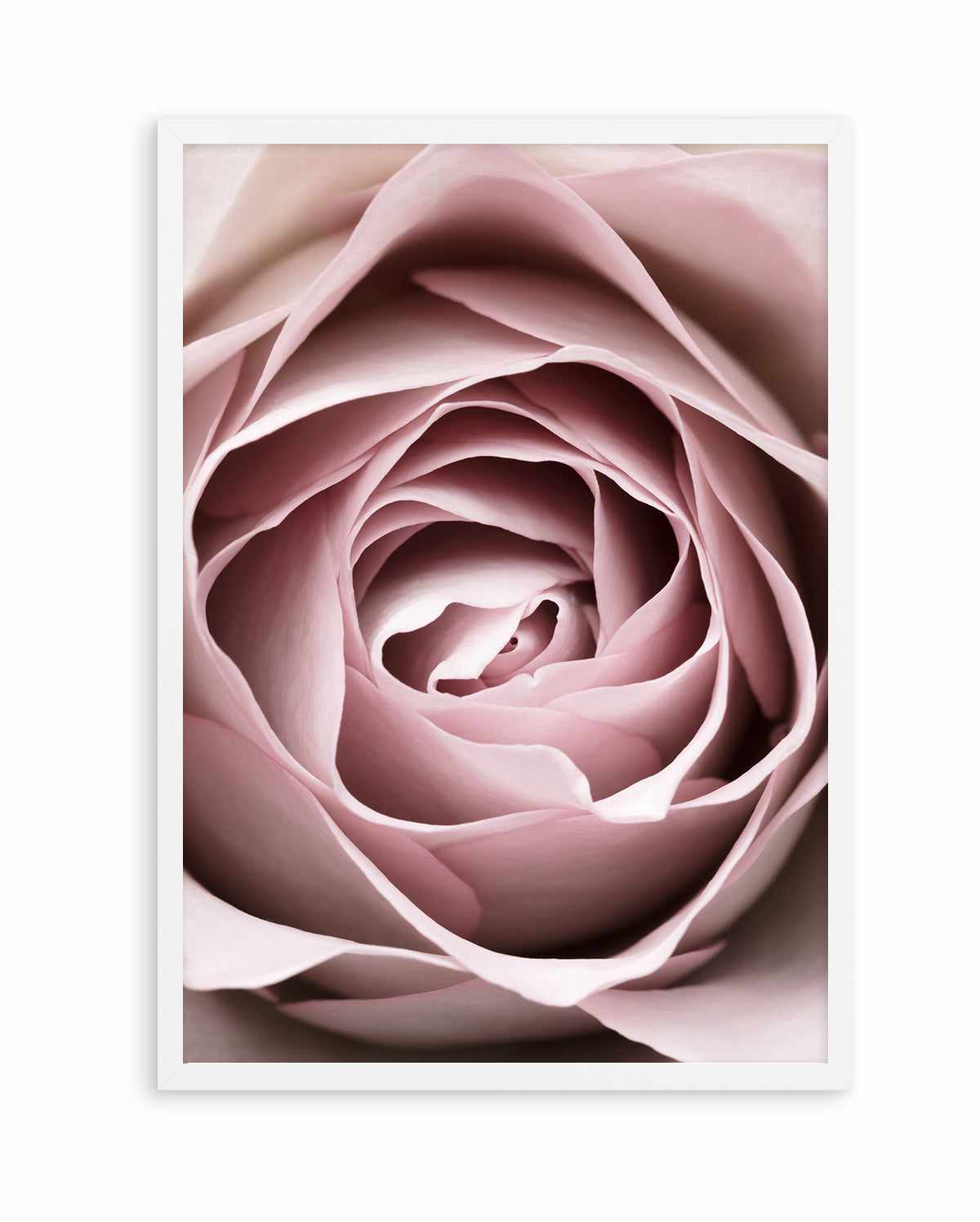 Pink Rose No 04 By Studio III | Art Print