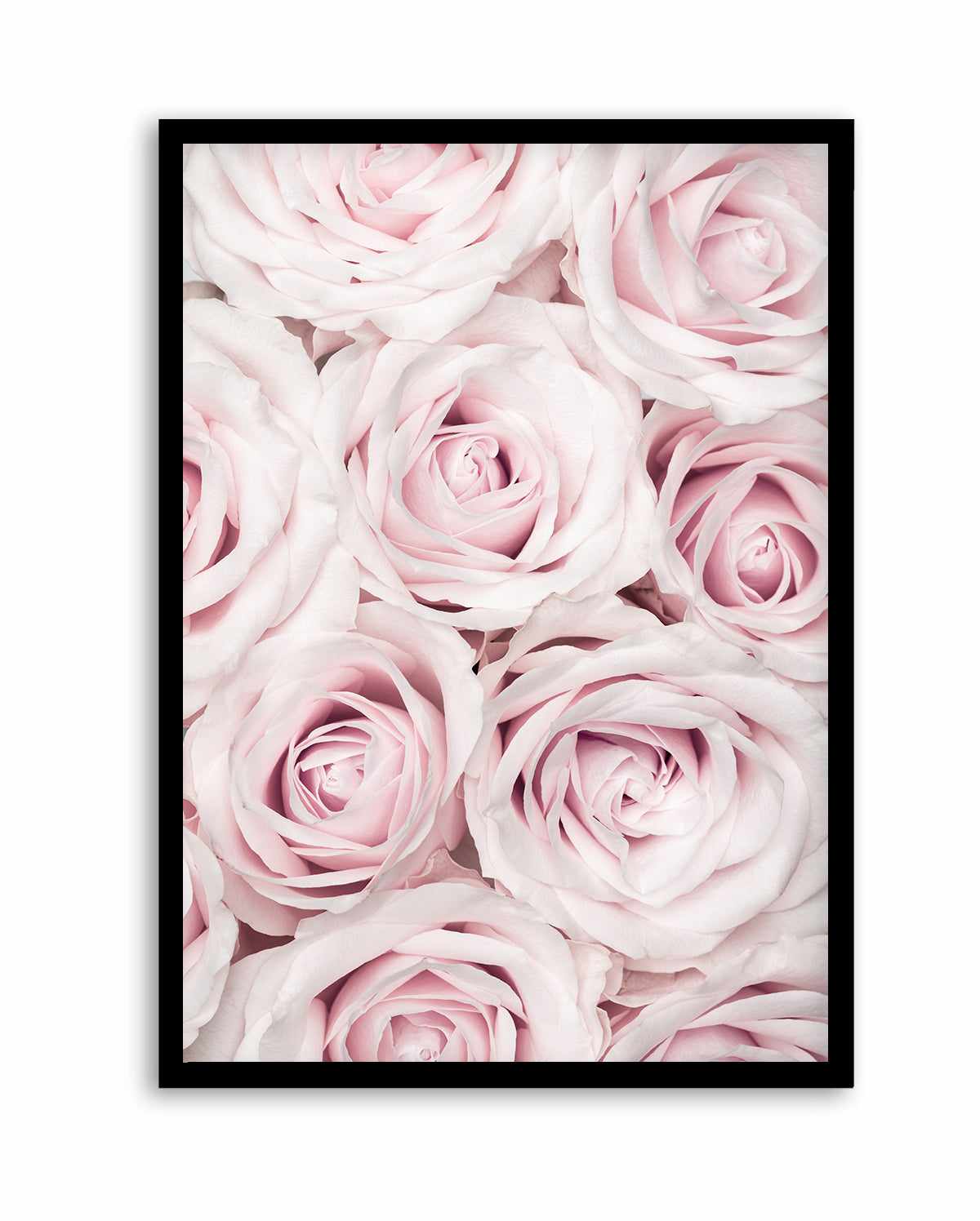 Pink Roses No 03 By Studio III | Art Print