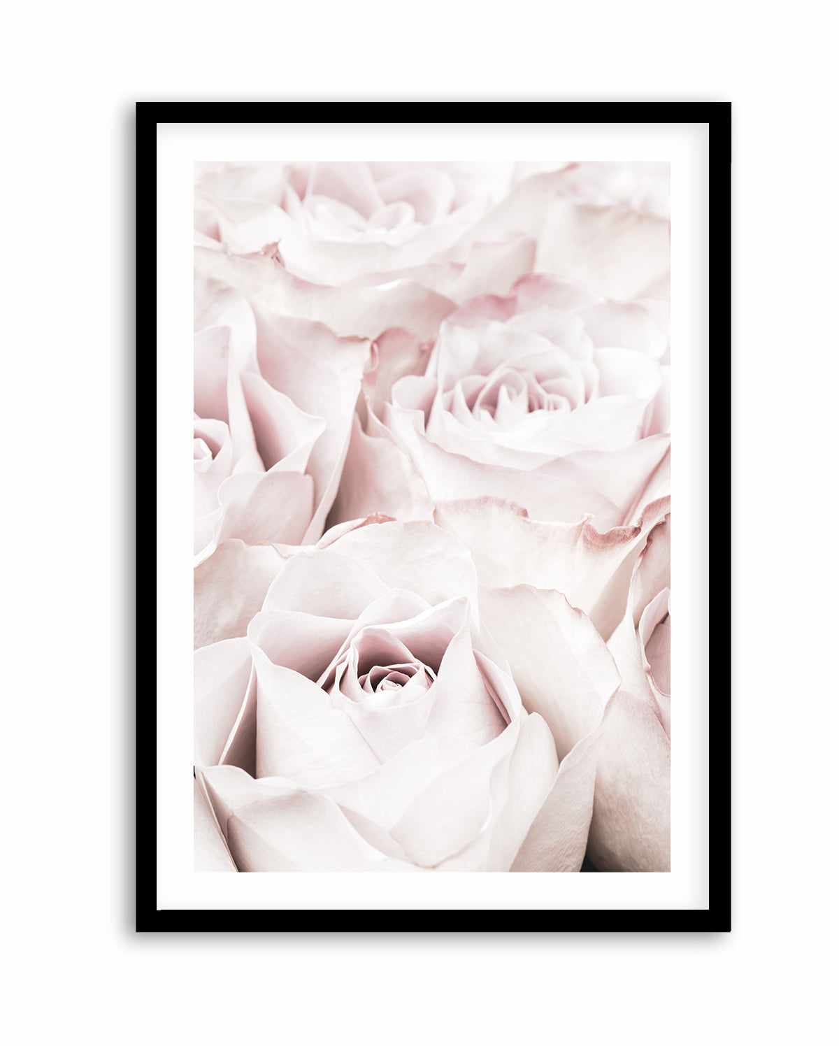 Pink Roses No 04 By Studio III | Art Print