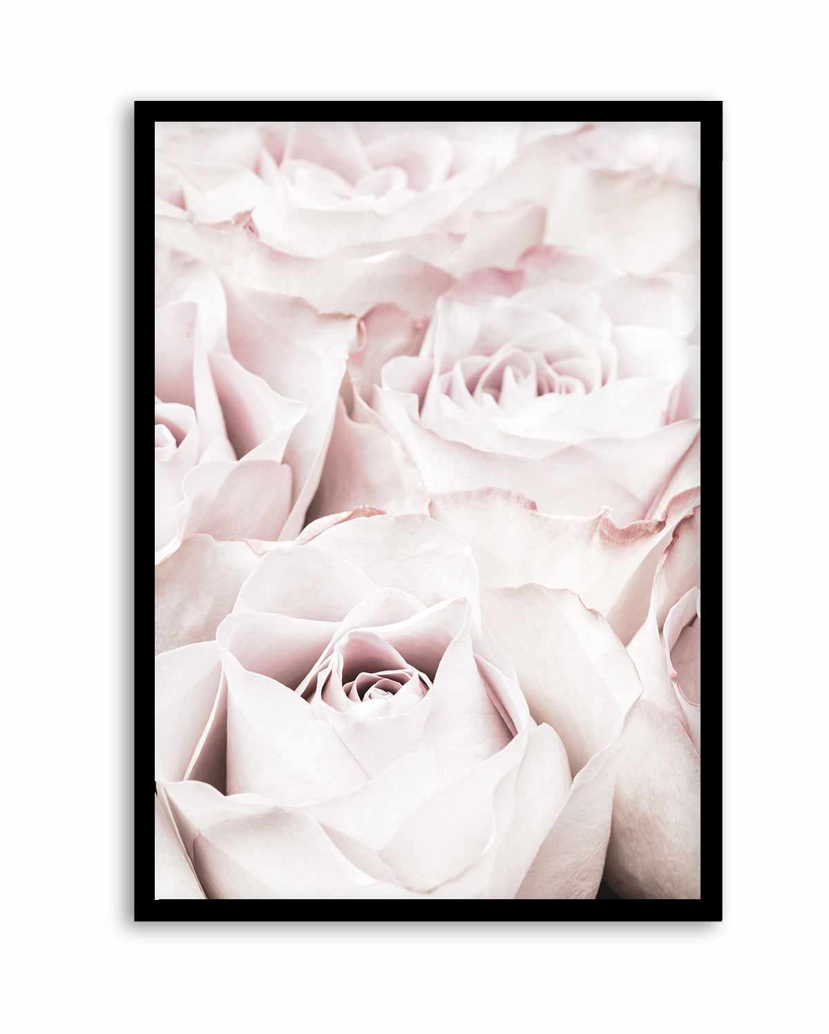 Pink Roses No 04 By Studio III | Art Print